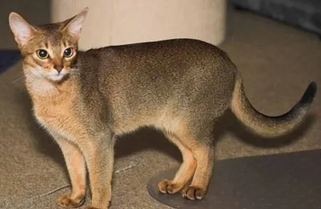 猫有什么品种