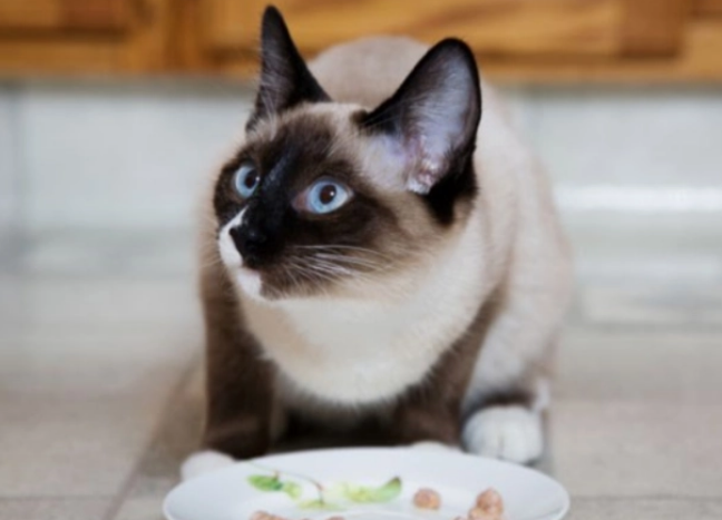 猫可以饿几天