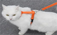 猫咪背心式牵引绳怎么制作