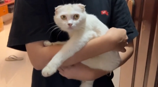 毕业就遗弃的折耳猫,虽没带回来但结局美满 毕业就遗弃的折耳猫,虽没带回来但结局美满