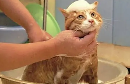 猫洗澡怎么洗