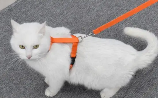 如何给猫带牵引绳