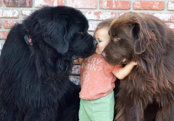 与巨型犬纽芬兰犬同居，孩子遛狗变成狗遛人