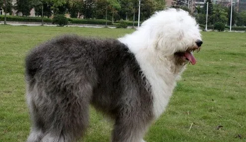 古牧犬掉毛吗 古牧犬掉毛吗