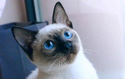 暹罗猫怎么读