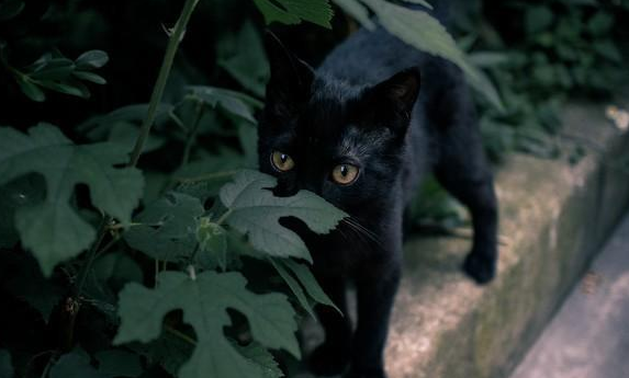 男子自从捡到一只猫后，奇怪的事情接连发生