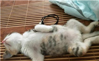 猫传腹到底是什么