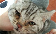 猫咪疱疹病毒