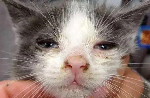 猫鼻支的症状