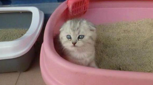 20天大的小猫会自己排便吗