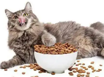 猫可以吃狗粮吗