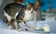 猫能吃酸奶吗