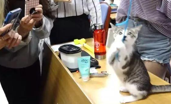 小猫书童每天陪铲屎官上课,模样爆萌 小猫书童每天陪铲屎官上课,模样爆萌