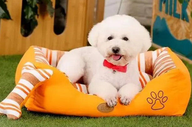 比熊犬怎么养