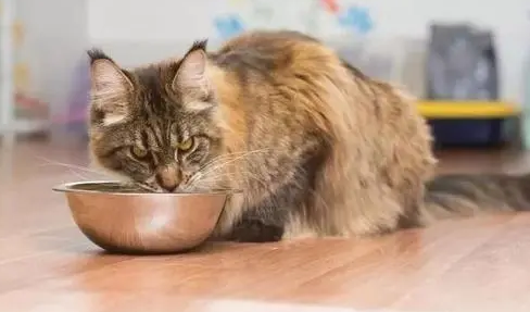 猫生病吃什么流质食物 猫生病吃什么流质食物