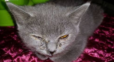猫咪上火的症状 猫咪上火的症状