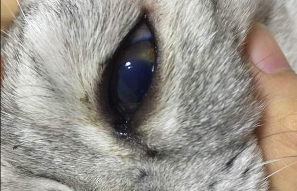 猫咪眼球最外层破了能不能恢复