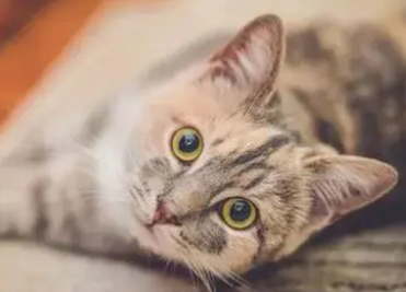 猫喜欢哪种猫窝 猫喜欢哪种猫窝