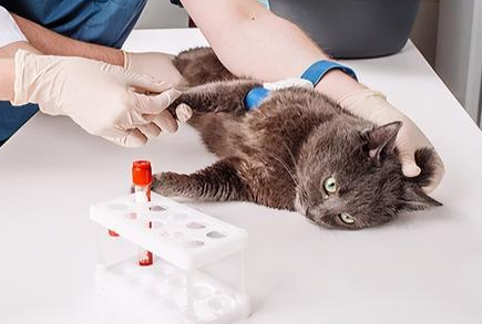 新冠病毒能传给猫吗