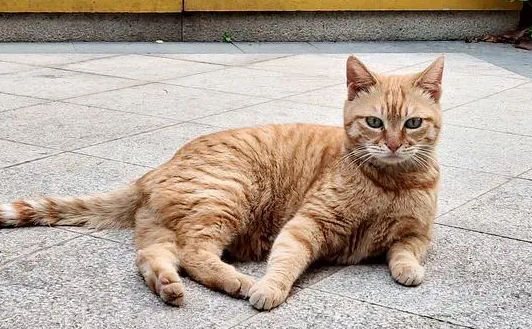 橘猫是土猫吗