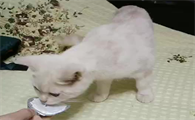 猫可以喝酸奶吗