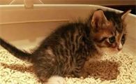 小猫拉稀怎么办