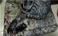 猫肚中死胎多久会腐烂掉