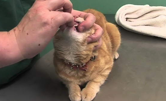 怎么喂猫咪吃药