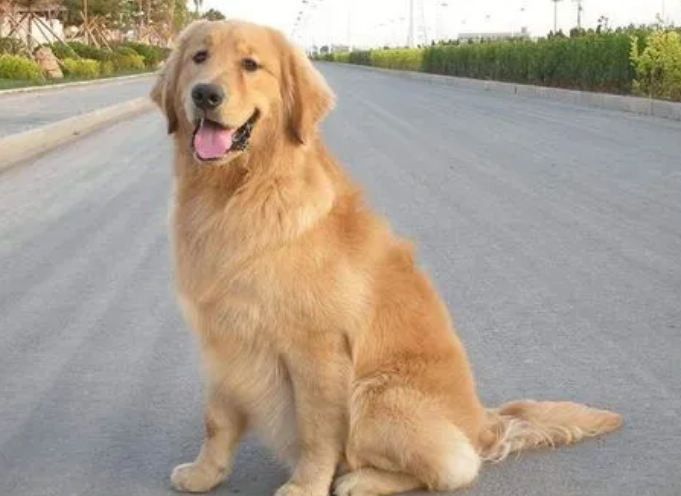 你们知道金毛会被蚊子咬吗？