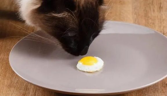 小猫能吃鸡蛋吗