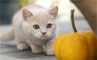 猫能吃南瓜吗