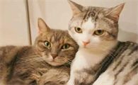 猫咪多大发情
