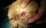 猫一只眼睛红肿流眼泪发炎了咋办