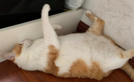 猫肚子变大有几种可能