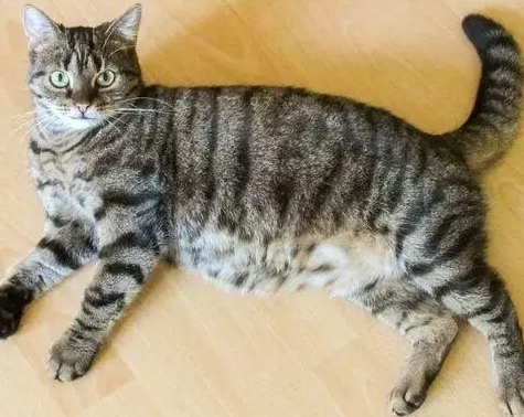 猫多久生小猫 猫多久生小猫