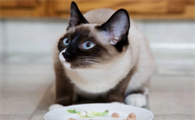 猫可以饿几天