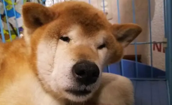 柴犬睡醒样子十分爆笑，主人也为它骄傲