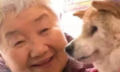 81岁奶奶与柴犬同患痴呆,竟然还记得彼此 81岁奶奶与柴犬同患痴呆,竟然还记得彼此