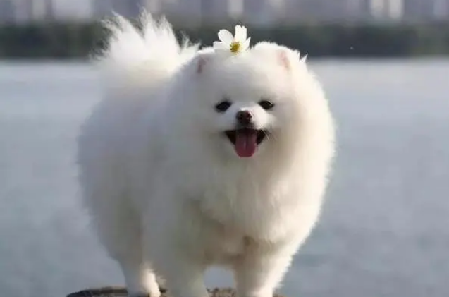什么狗粮适合博美吃 什么狗粮适合博美吃