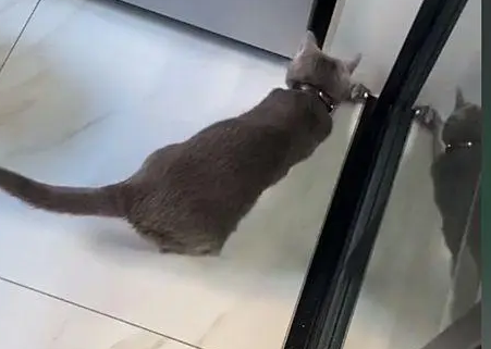 小伙家门口出现一只猫，当得知来历不禁语塞