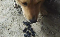 狗狗能吃桑葚吗