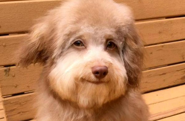狗狗因长相被抛弃,幸好女孩不嫌弃 狗狗因长相被抛弃,幸好女孩不嫌弃