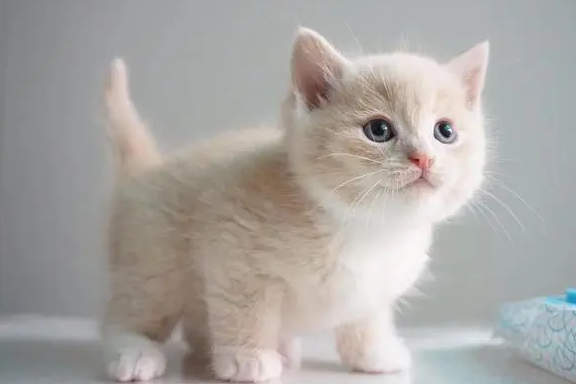 猫有什么特点