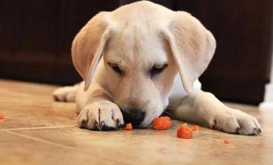 狗狗零食有哪些