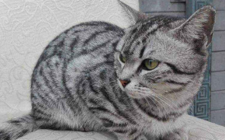狸花猫是土猫吗