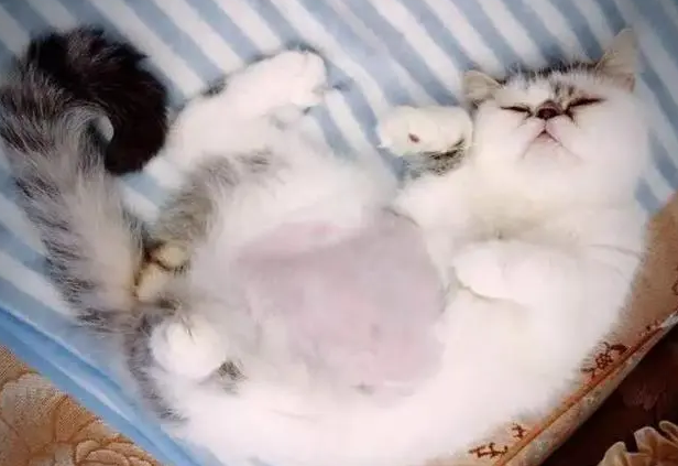 小猫传腹有什么症状