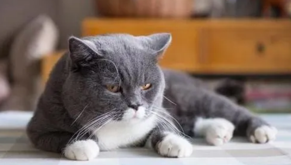 猫可以活几年