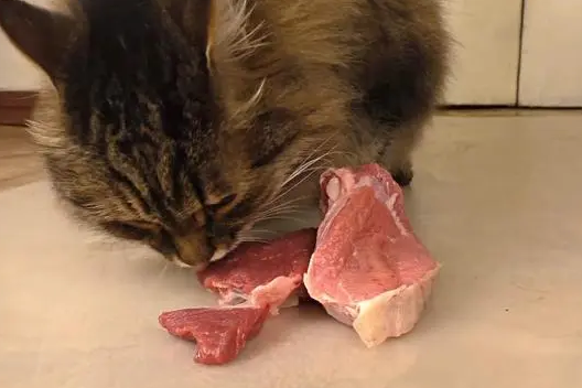 猫可以吃牛肉吗