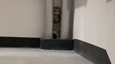 女子养宠忘关门，找猫半天，回头发现