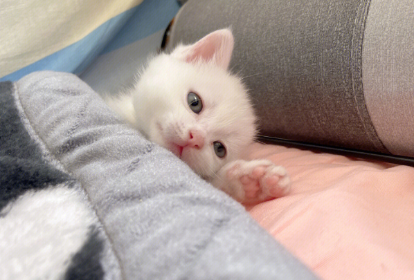 小白猫找蓝猫打架，白猫被揍后使用美喵计